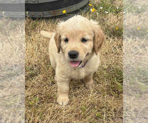 Golden Retriever Puppy for sale in EUGENE, OR, USA