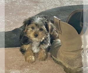 Morkie Puppy for sale in CASSVILLE, MO, USA