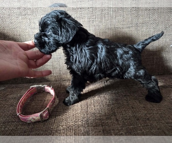 Medium Photo #7 Schnauzer (Miniature) Puppy For Sale in Hatvan, Heves, Hungary