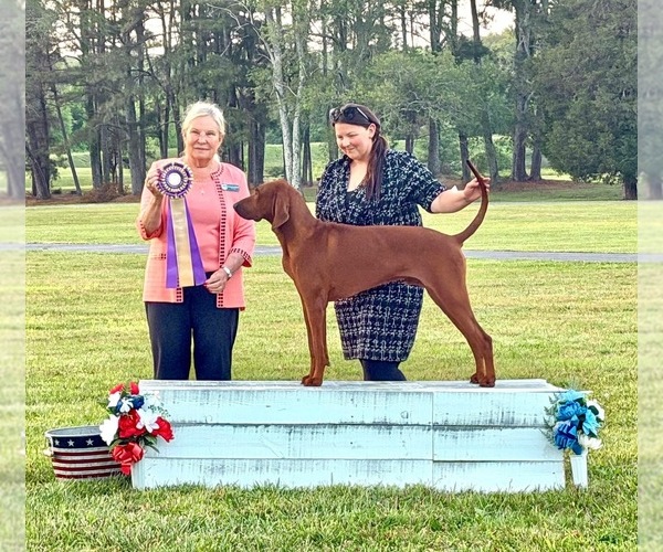 Medium Photo #1 Redbone Coonhound Puppy For Sale in BILLINGSLEY, AL, USA