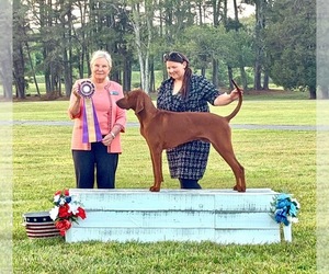Father of the Redbone Coonhound puppies born on 10/06/2026