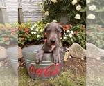 Small #3 Great Dane