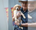 Small #3 Golden Retriever