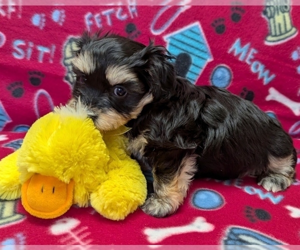 Medium Photo #8 Havanese Puppy For Sale in POST FALLS, ID, USA