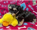 Small #7 Havanese