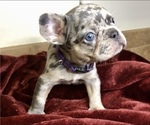 Small Photo #17 French Bulldog Puppy For Sale in BUCKS BAR, CA, USA