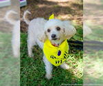 Small #4 Poodle (Standard)