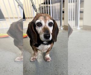 Bagle Hound Dogs for adoption in Evansville, IN, USA