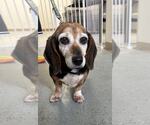 Small Bagle Hound