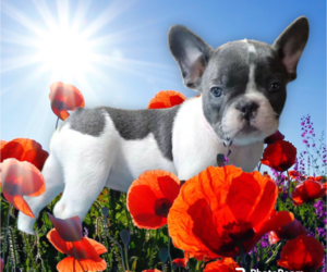 French Bulldog Puppy for sale in ORLANDO, FL, USA