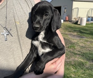 German Shorthaired Lab Puppy for Sale in PIERZ, Minnesota USA