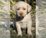 Small Photo #5 Labrador Retriever Puppy For Sale in REEDLEY, CA, USA