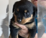 Small Photo #9 Rottweiler Puppy For Sale in OAK GLEN, CA, USA