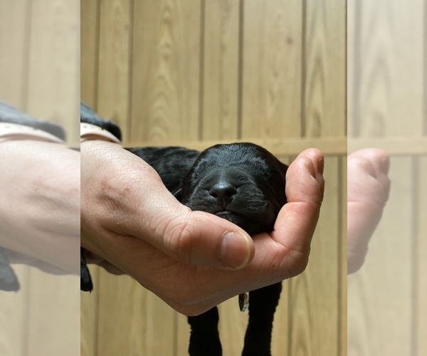 Medium Photo #8 Golden Shepherd Puppy For Sale in MIDDLETOWN, CT, USA