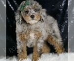 Small #5 Poodle (Toy)