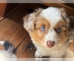 Small #6 Aussie-Corgi