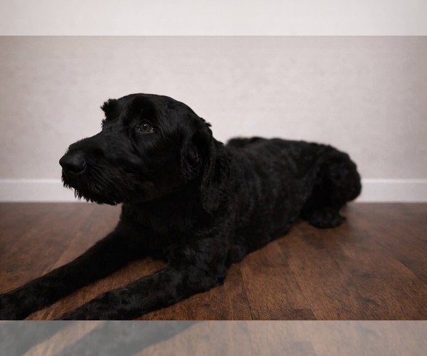Medium Photo #1 Schnoodle (Giant) Puppy For Sale in SEVIERVILLE, TN, USA