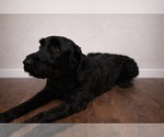 Small Photo #1 Schnoodle (Giant) Puppy For Sale in SEVIERVILLE, TN, USA
