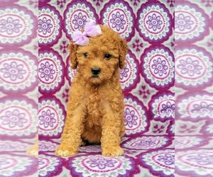 Cock-A-Poo Puppy for sale in CHRISTIANA, PA, USA