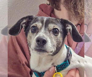 Jack-Rat Terrier Dogs for adoption in Huntley, IL, USA