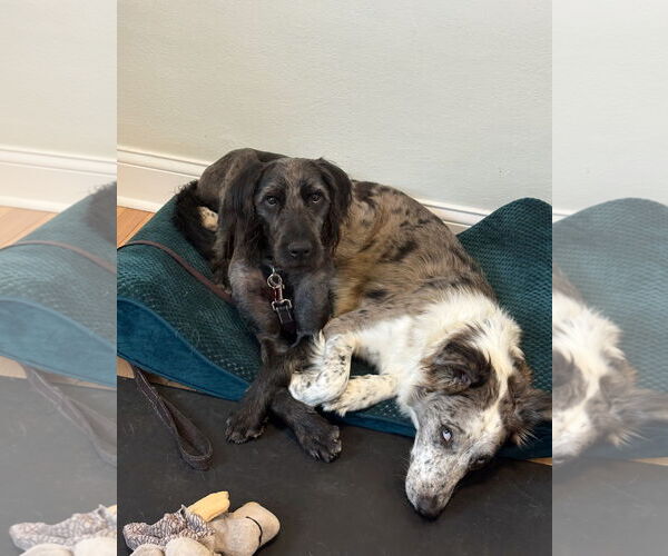 Medium Photo #7 Poodle (Standard)-Unknown Mix Puppy For Sale in Grafton, WI, USA