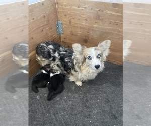 Mother of the American Corgi puppies born on 02/27/2025