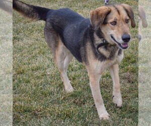 Hodie - Male Collie-German Shepherd Dog Mix Dog for Adoption - Photo #5