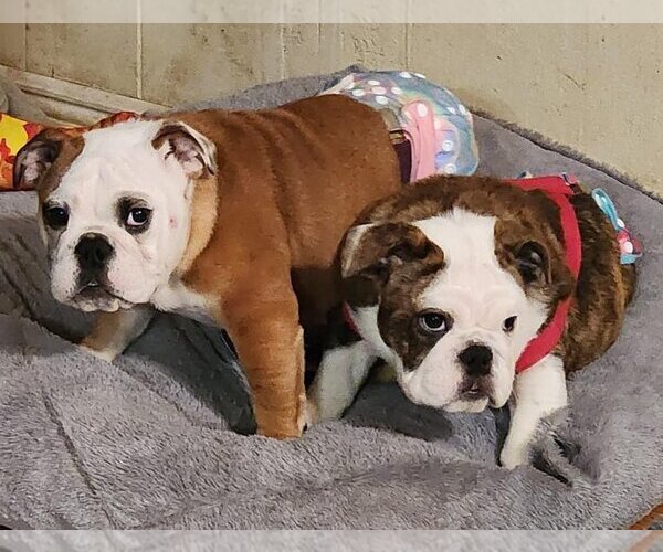 Medium Photo #2  Puppy For Sale in , 