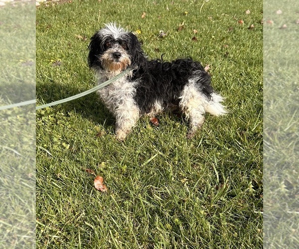 Medium Photo #1 Poo-Ton Puppy For Sale in MIDDLEBURY, IN, USA