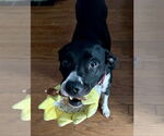 Small #12 Mutt