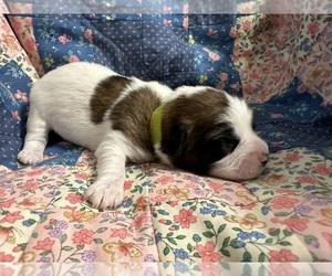 Coton de Tulear Puppy for Sale in WEBSTER, New York USA