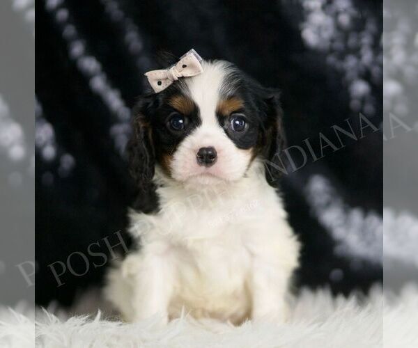 Medium Photo #1 Cavalier King Charles Spaniel Puppy For Sale in WARSAW, IN, USA