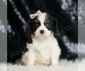 Cavalier King Charles Spaniel Puppy for sale in WARSAW, IN, USA