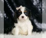 Small Cavalier King Charles Spaniel