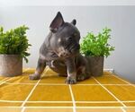 Small Photo #1 French Bulldog Puppy For Sale in NEW YORK, NY, USA