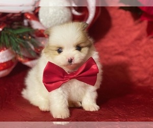 Pomeranian Puppy for sale in LANCASTER, PA, USA
