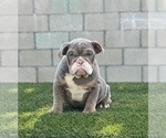 Small #12 English Bulldog