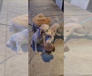 Father of the Double Doodle puppies born on 10/02/2024