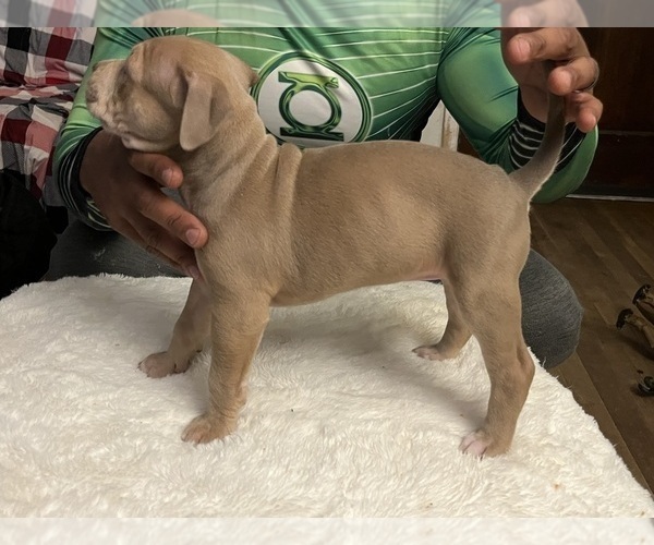 Medium Photo #10 American Bully Puppy For Sale in DUNDALK, MD, USA