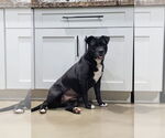 Small #2 American Staffordshire Terrier Mix
