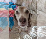 Small Beagle