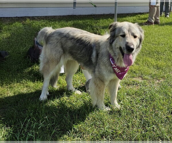 Medium Photo #3 Great Pyrenees-Unknown Mix Puppy For Sale in Croydon, NH, USA