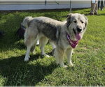 Small #2 Great Pyrenees Mix