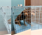 LAZY BONE - Male Chiweenie Dog for Adoption - Small photo