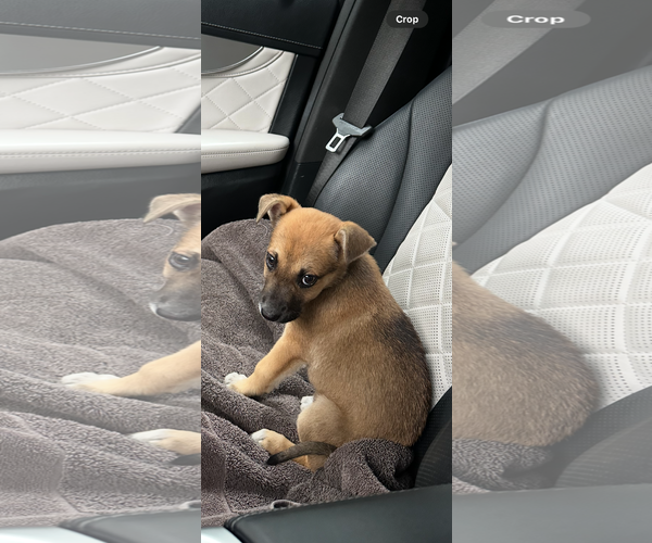 Medium Photo #2 Mutt Puppy For Sale in The Woodlands, TX, USA