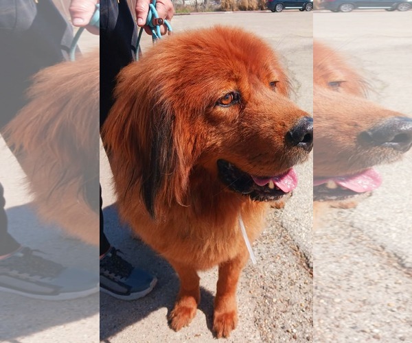 Medium Photo #3 Tibetan Mastiff Puppy For Sale in Kankakee, IL, USA