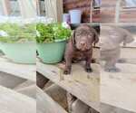 Small Photo #8 Labrador Retriever Puppy For Sale in MANSFIELD, MO, USA