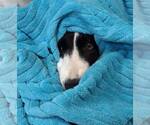 Small #22 Border Collie