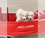 Small #1 Great Pyrenees