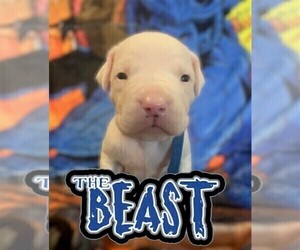 Medium Dogo Argentino